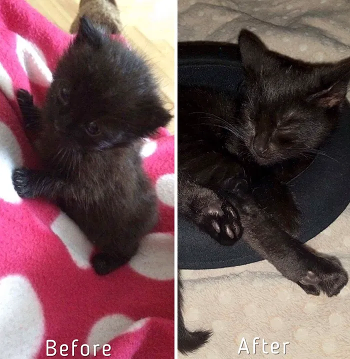Esta chica letona ha rescatado a más de 350 gatos sin hogar durante los últimos 2 años