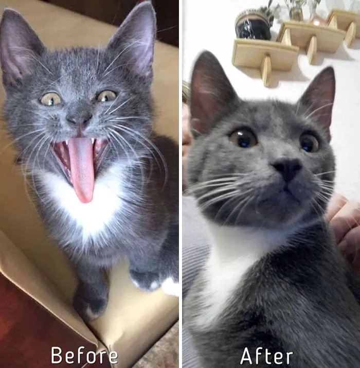 Esta chica letona ha rescatado a más de 350 gatos sin hogar durante los últimos 2 años