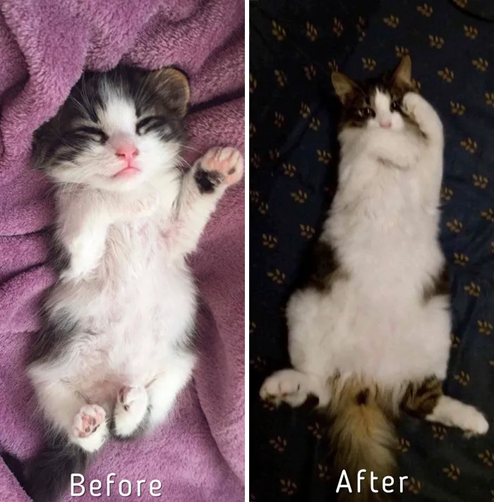 Esta chica letona ha rescatado a más de 350 gatos sin hogar durante los últimos 2 años