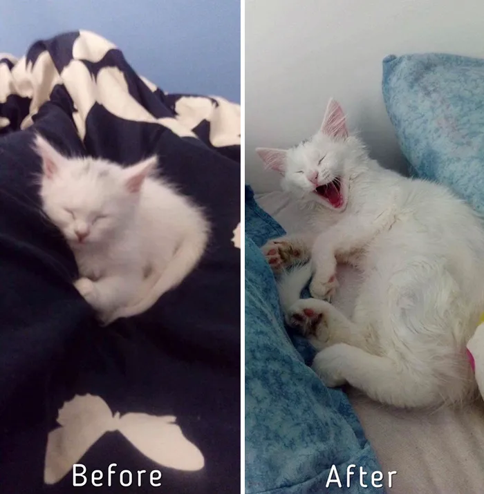 Esta chica letona ha rescatado a más de 350 gatos sin hogar durante los últimos 2 años