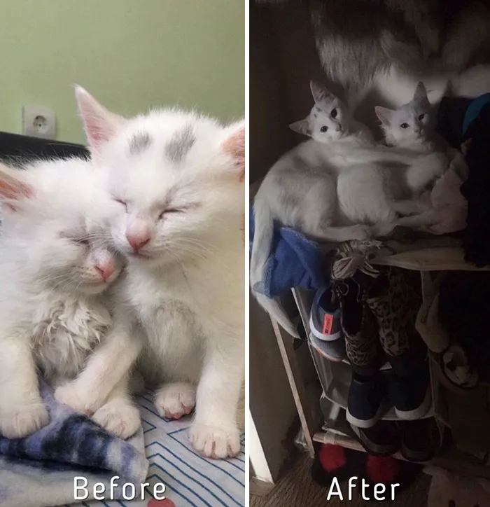 Esta chica letona ha rescatado a más de 350 gatos sin hogar durante los últimos 2 años