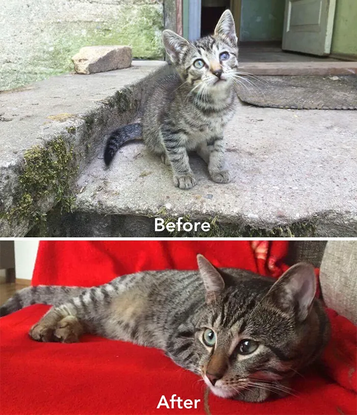 Esta chica letona ha rescatado a más de 350 gatos sin hogar durante los últimos 2 años