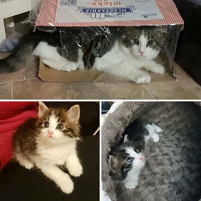Esta chica letona ha rescatado a más de 350 gatos sin hogar durante los últimos 2 años