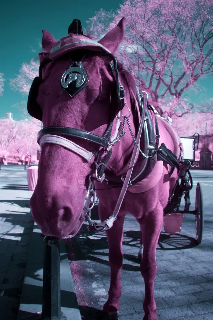 I Captured How New York Would Look Like If You Saw It In Infrared