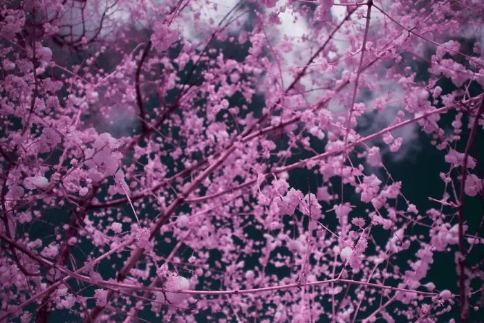 I Captured How New York Would Look Like If You Saw It In Infrared