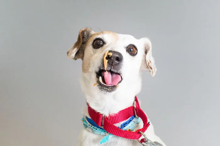 Sakura - A0935261 - 9 Year Old Female Jack Russell Terrier