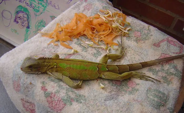 Iguana Melting