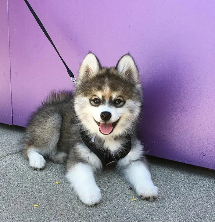 Meet Norman, A Husky-Pomeranian Puppy That's So Cute It Doesn't Even Look Real