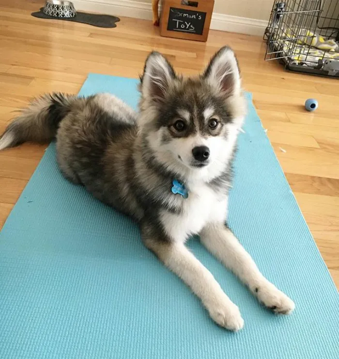 Meet Norman, A Husky-Pomeranian Puppy That's So Cute It Doesn't Even Look Real