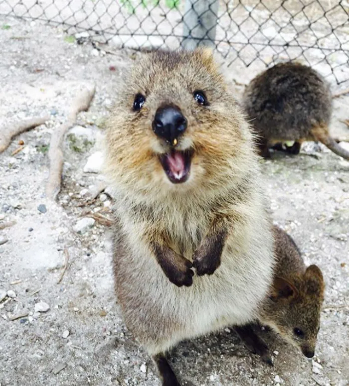 Hola