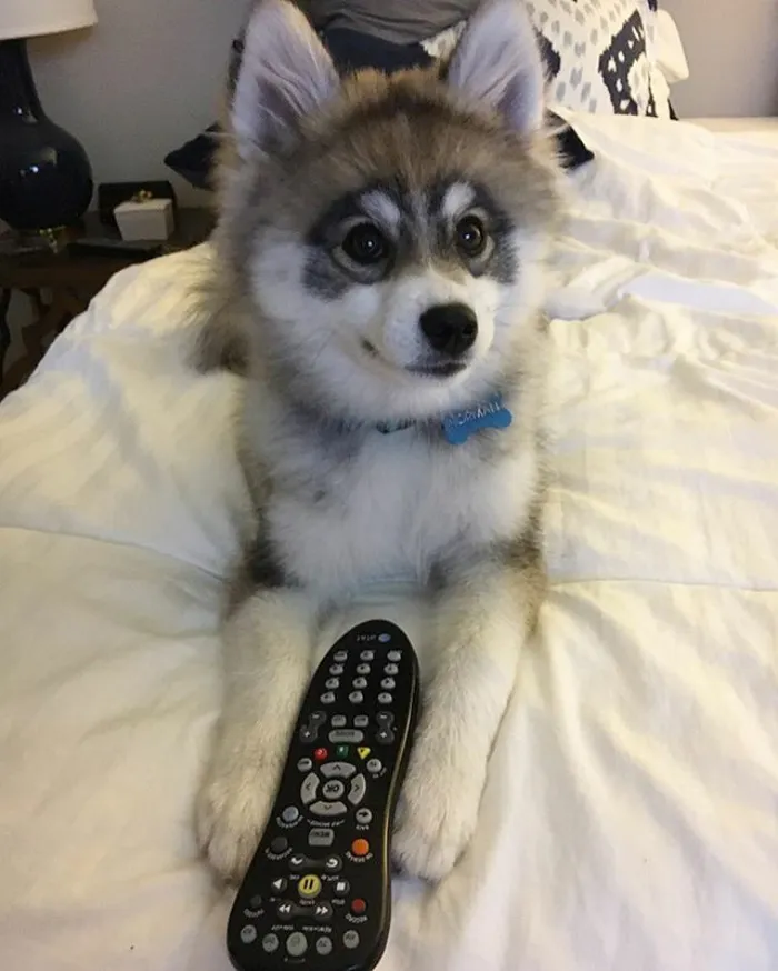 Meet Norman, A Husky-Pomeranian Puppy That's So Cute It Doesn't Even Look Real