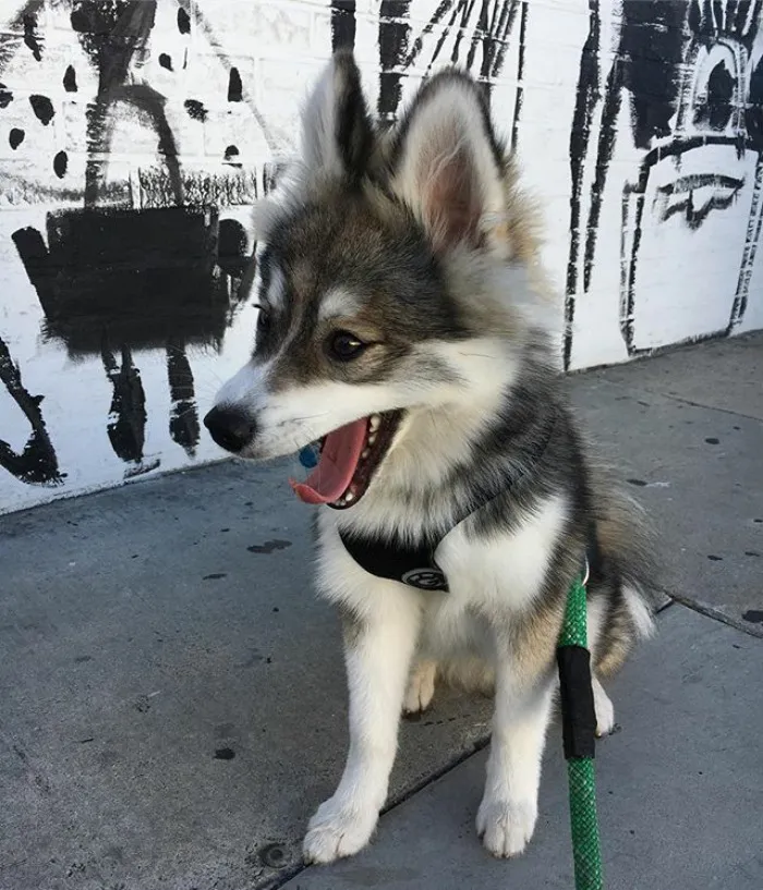 Meet Norman, A Husky-Pomeranian Puppy That's So Cute It Doesn't Even Look Real