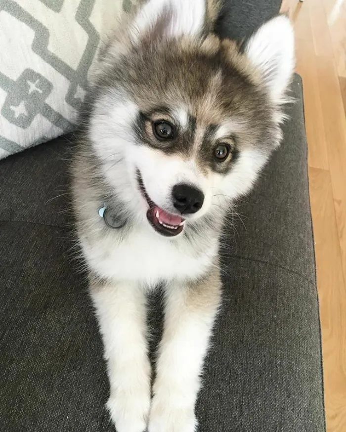 Meet Norman, A Husky-Pomeranian Puppy That's So Cute It Doesn't Even Look Real