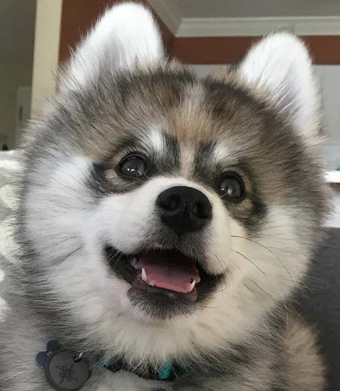 Meet Norman, A Husky-Pomeranian Puppy That's So Cute It Doesn't Even Look Real