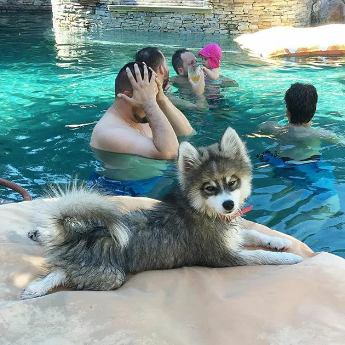 Meet Norman, A Husky-Pomeranian Puppy That's So Cute It Doesn't Even Look Real