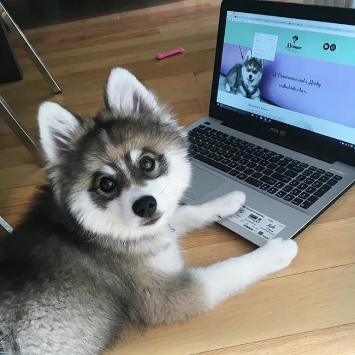 Meet Norman, A Husky-Pomeranian Puppy That's So Cute It Doesn't Even Look Real