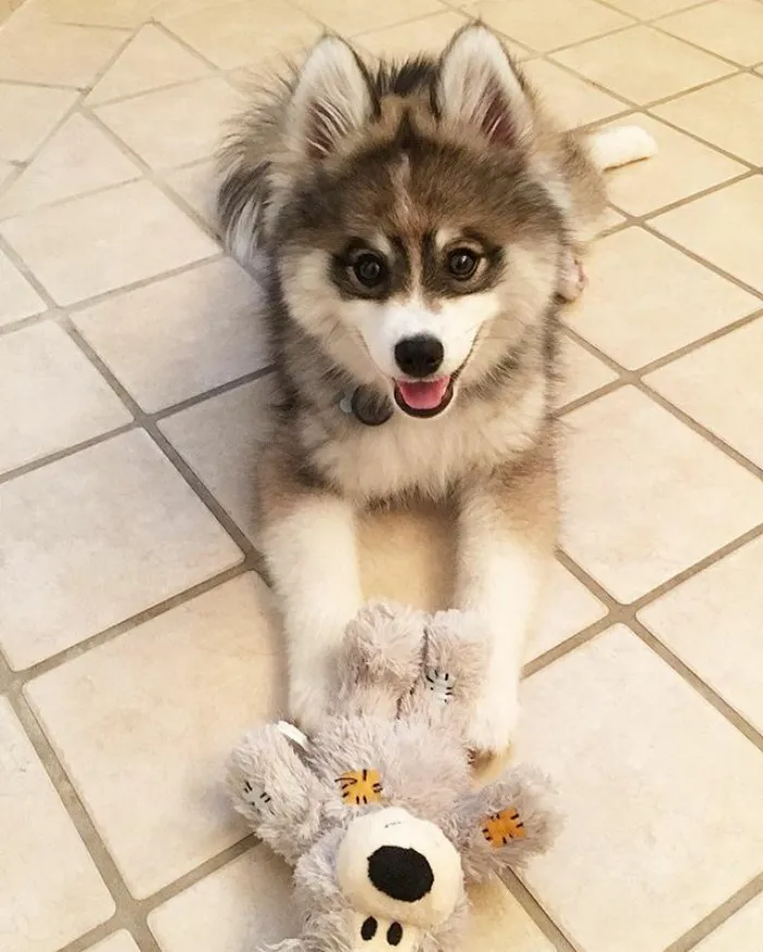Meet Norman, A Husky-Pomeranian Puppy That's So Cute It Doesn't Even Look Real