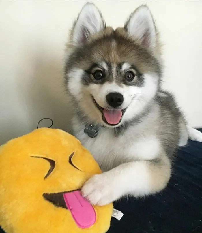 Meet Norman, A Husky-Pomeranian Puppy That's So Cute It Doesn't Even Look Real