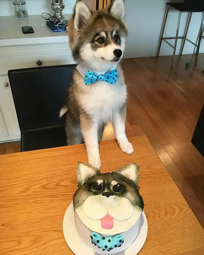 Meet Norman, A Husky-Pomeranian Puppy That's So Cute It Doesn't Even Look Real