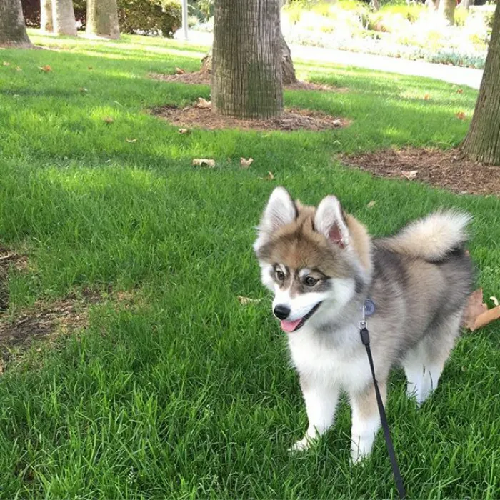Meet Norman, A Husky-Pomeranian Puppy That's So Cute It Doesn't Even Look Real