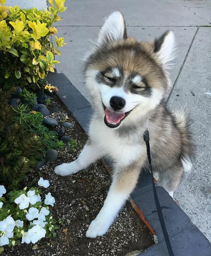 Meet Norman, A Husky-Pomeranian Puppy That's So Cute It Doesn't Even Look Real