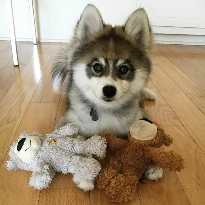 Meet Norman, A Husky-Pomeranian Puppy That's So Cute It Doesn't Even Look Real