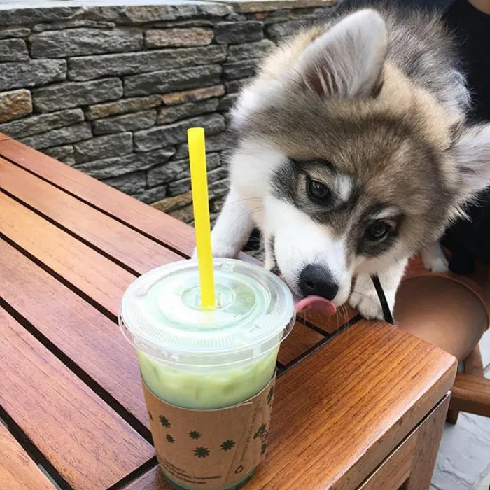 Meet Norman, A Husky-Pomeranian Puppy That's So Cute It Doesn't Even Look Real
