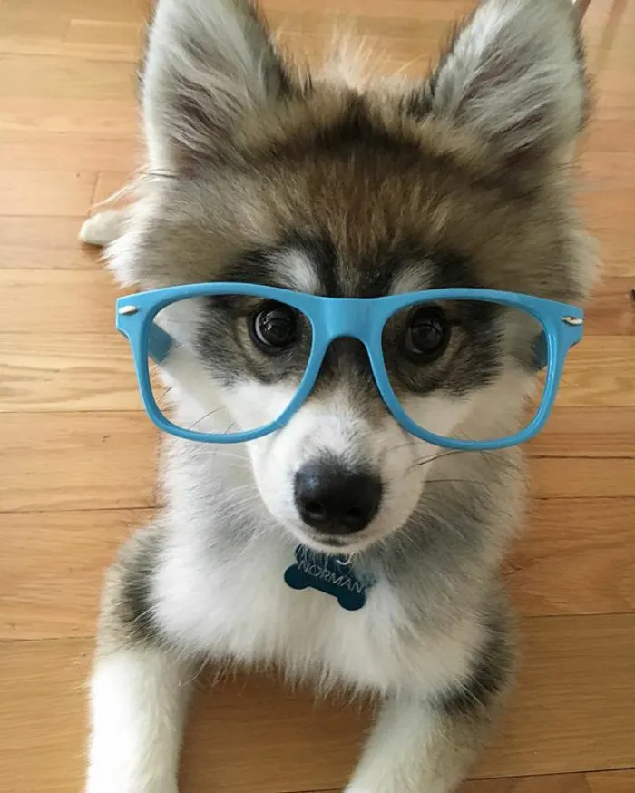 Meet Norman, A Husky-Pomeranian Puppy That's So Cute It Doesn't Even Look Real