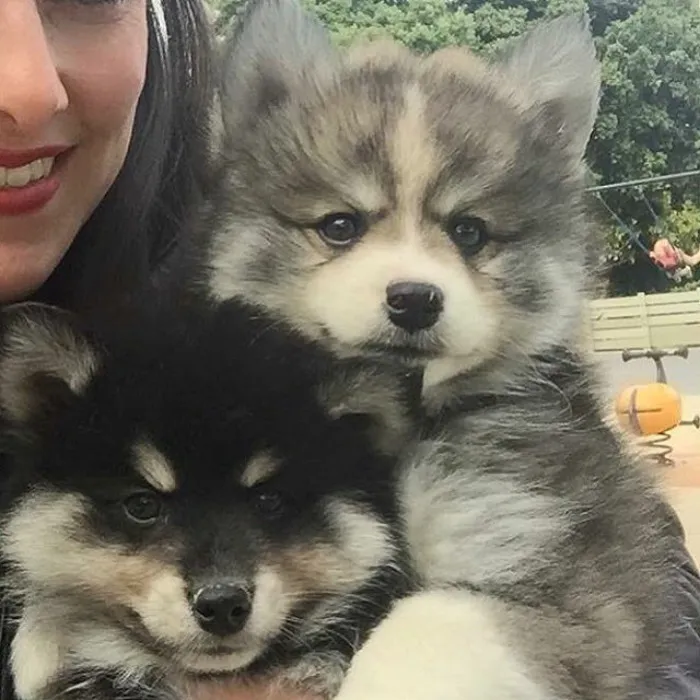 Meet Norman, A Husky-Pomeranian Puppy That's So Cute It Doesn't Even Look Real