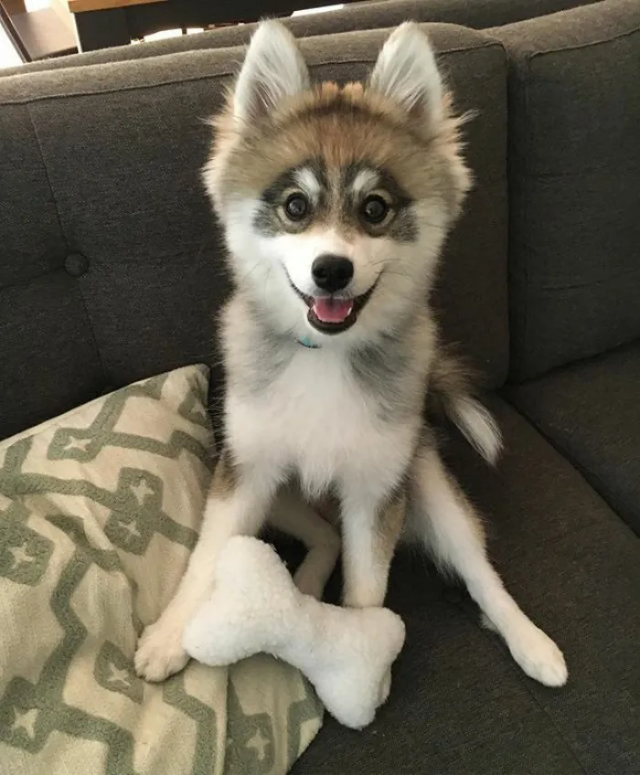 Meet Norman, A Husky-Pomeranian Puppy That's So Cute It Doesn't Even Look Real