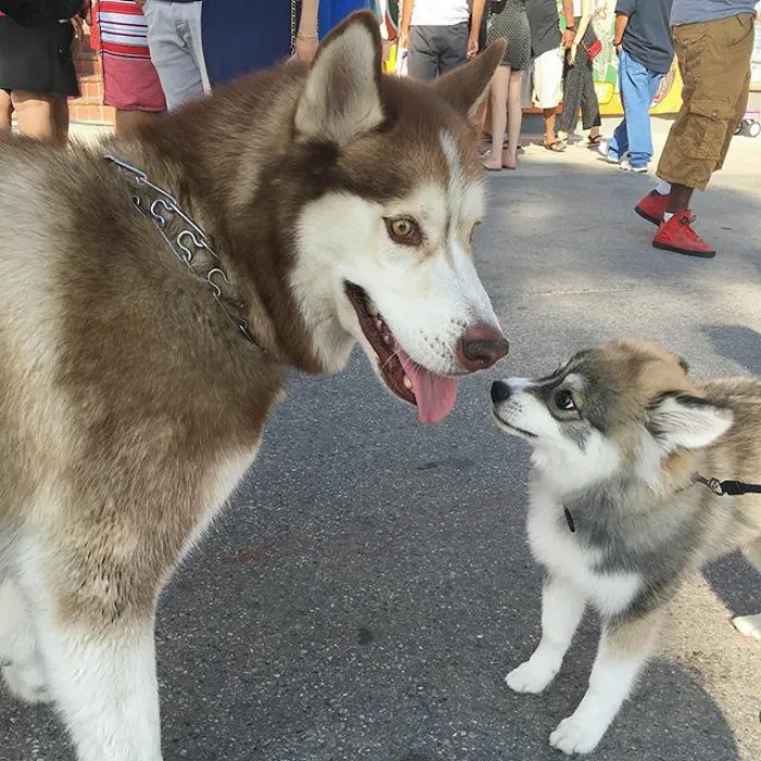Meet Norman, A Husky-Pomeranian Puppy That's So Cute It Doesn't Even Look Real