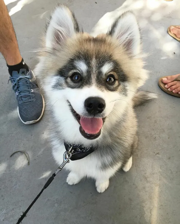 Meet Norman, A Husky-Pomeranian Puppy That's So Cute It Doesn't Even Look Real