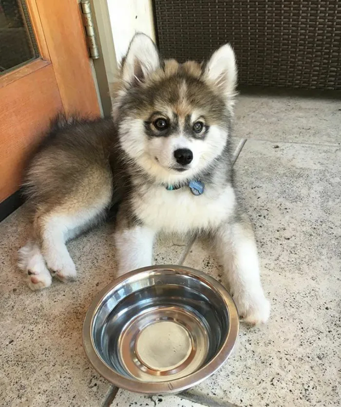 Meet Norman, A Husky-Pomeranian Puppy That's So Cute It Doesn't Even Look Real
