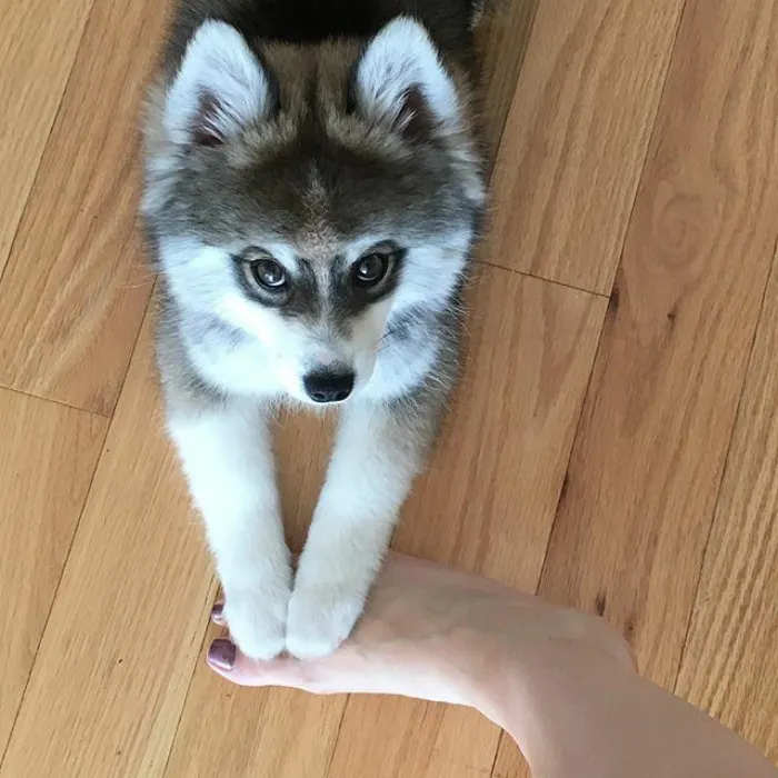 Meet Norman, A Husky-Pomeranian Puppy That's So Cute It Doesn't Even Look Real