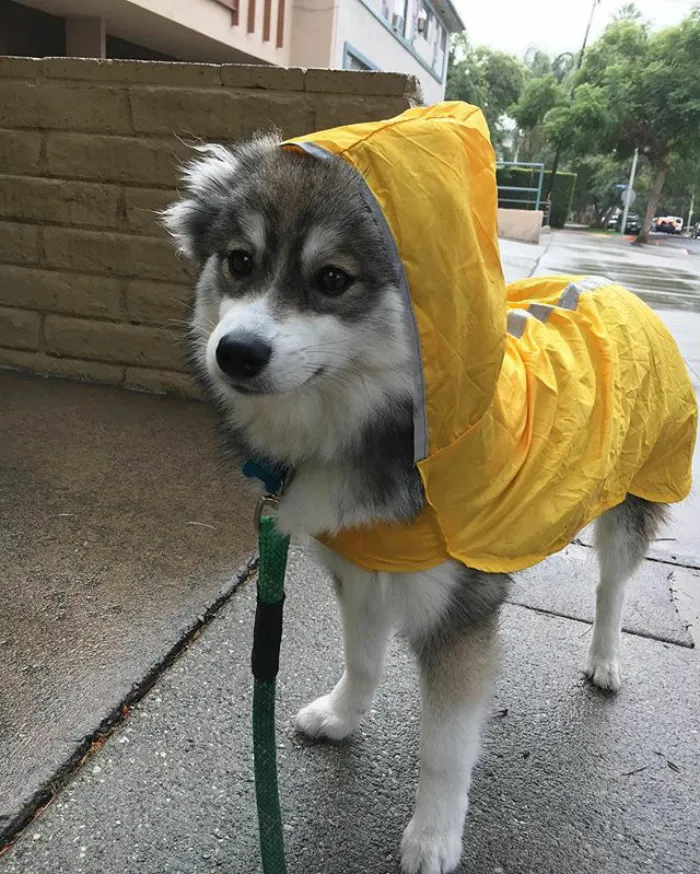 Meet Norman, A Husky-Pomeranian Puppy That's So Cute It Doesn't Even Look Real