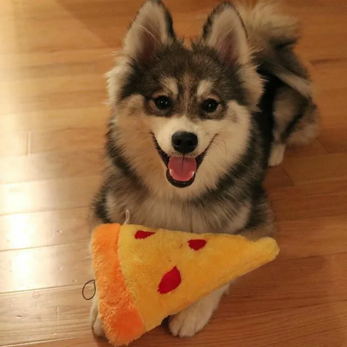 Meet Norman, A Husky-Pomeranian Puppy That's So Cute It Doesn't Even Look Real