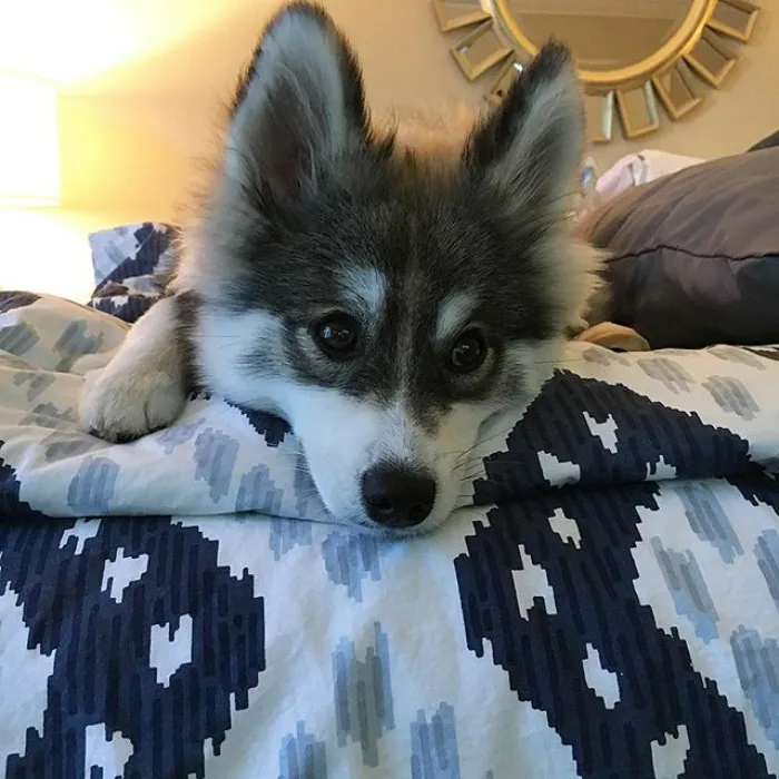 Meet Norman, A Husky-Pomeranian Puppy That's So Cute It Doesn't Even Look Real