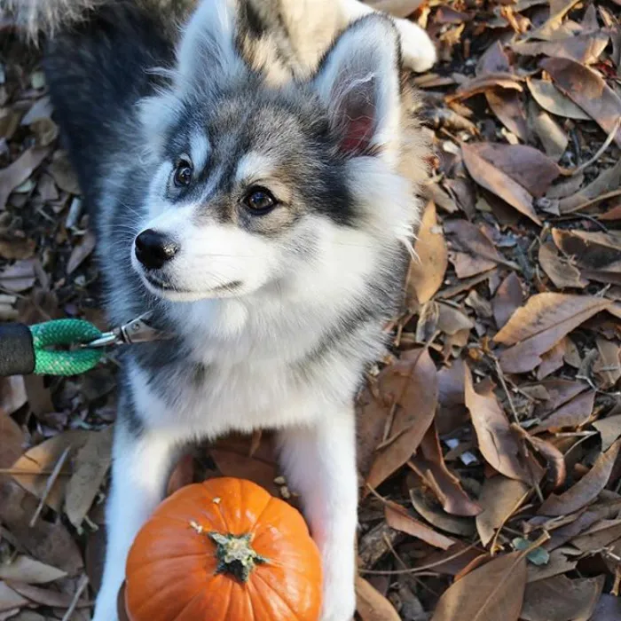 Meet Norman, A Husky-Pomeranian Puppy That's So Cute It Doesn't Even Look Real