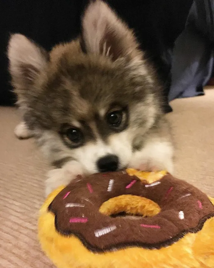Meet Norman, A Husky-Pomeranian Puppy That's So Cute It Doesn't Even Look Real