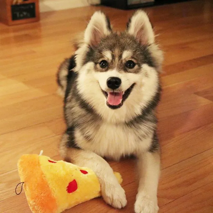 Meet Norman, A Husky-Pomeranian Puppy That's So Cute It Doesn't Even Look Real