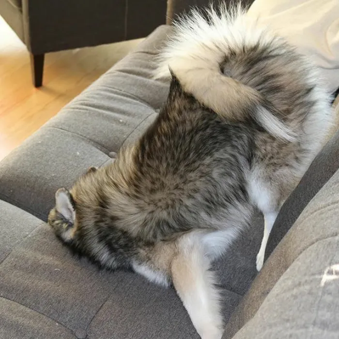Meet Norman, A Husky-Pomeranian Puppy That's So Cute It Doesn't Even Look Real