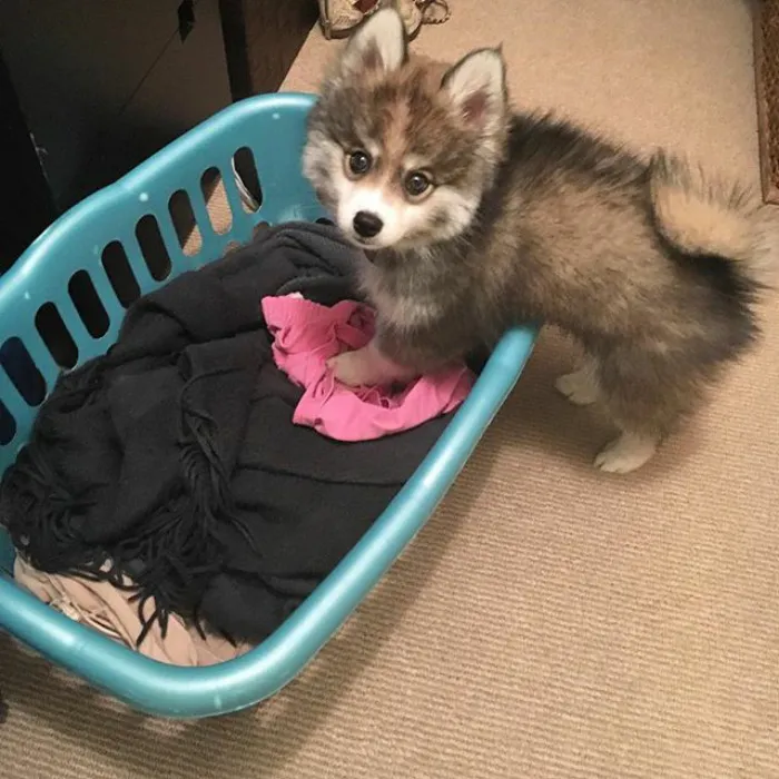 Meet Norman, A Husky-Pomeranian Puppy That's So Cute It Doesn't Even Look Real