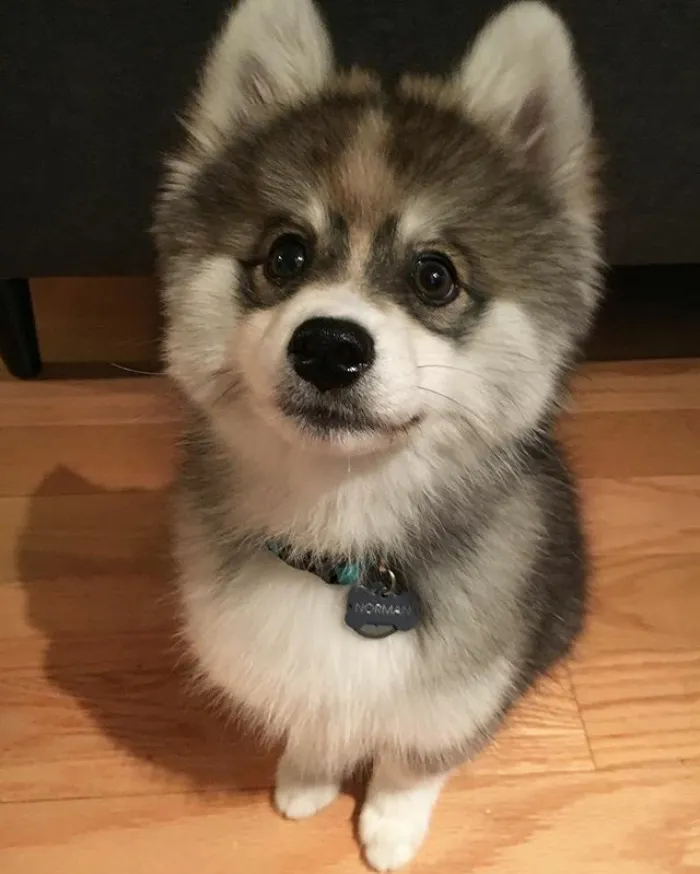 Meet Norman, A Husky-Pomeranian Puppy That's So Cute It Doesn't Even Look Real
