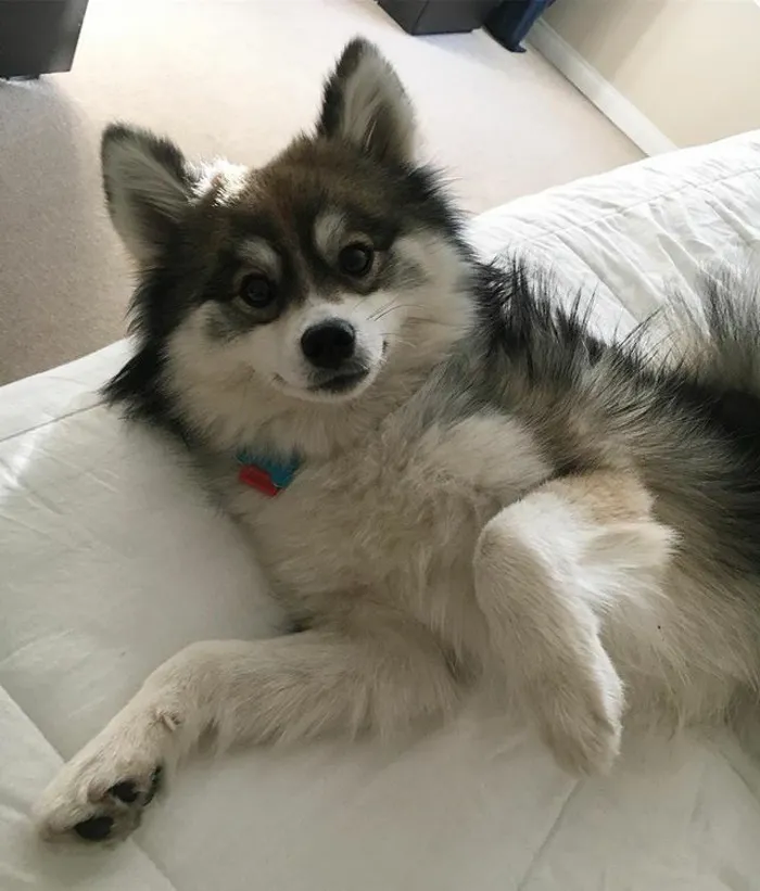 Meet Norman, A Husky-Pomeranian Puppy That's So Cute It Doesn't Even Look Real