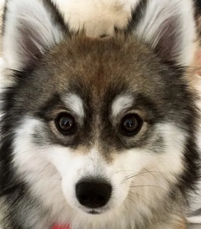 Meet Norman, A Husky-Pomeranian Puppy That's So Cute It Doesn't Even Look Real