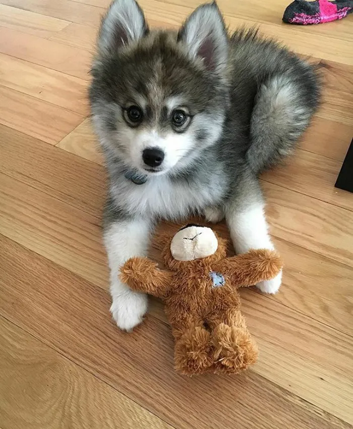 Meet Norman, A Husky-Pomeranian Puppy That's So Cute It Doesn't Even Look Real
