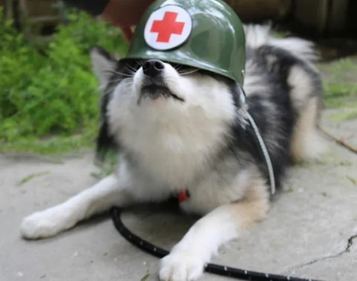 Meet Norman, A Husky-Pomeranian Puppy That's So Cute It Doesn't Even Look Real