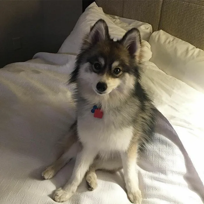Meet Norman, A Husky-Pomeranian Puppy That's So Cute It Doesn't Even Look Real