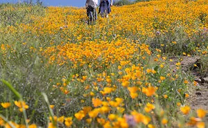I Spent A Morning Among Hills Of California Poppies And Tried To Convey The Surreal Feeling In My Photos So You Can Experience It Too