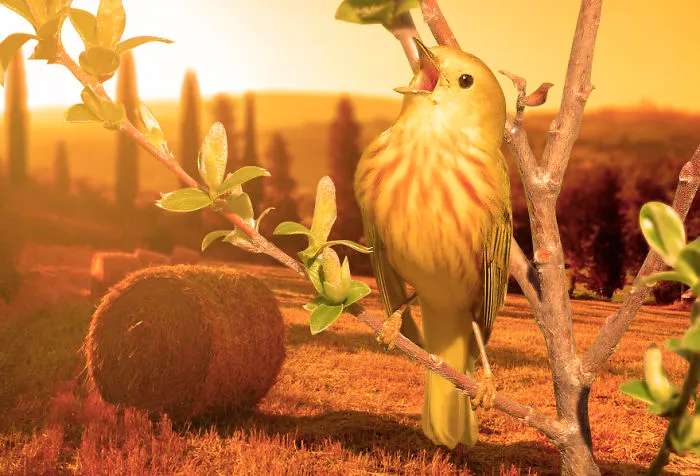 Singing At Sunset